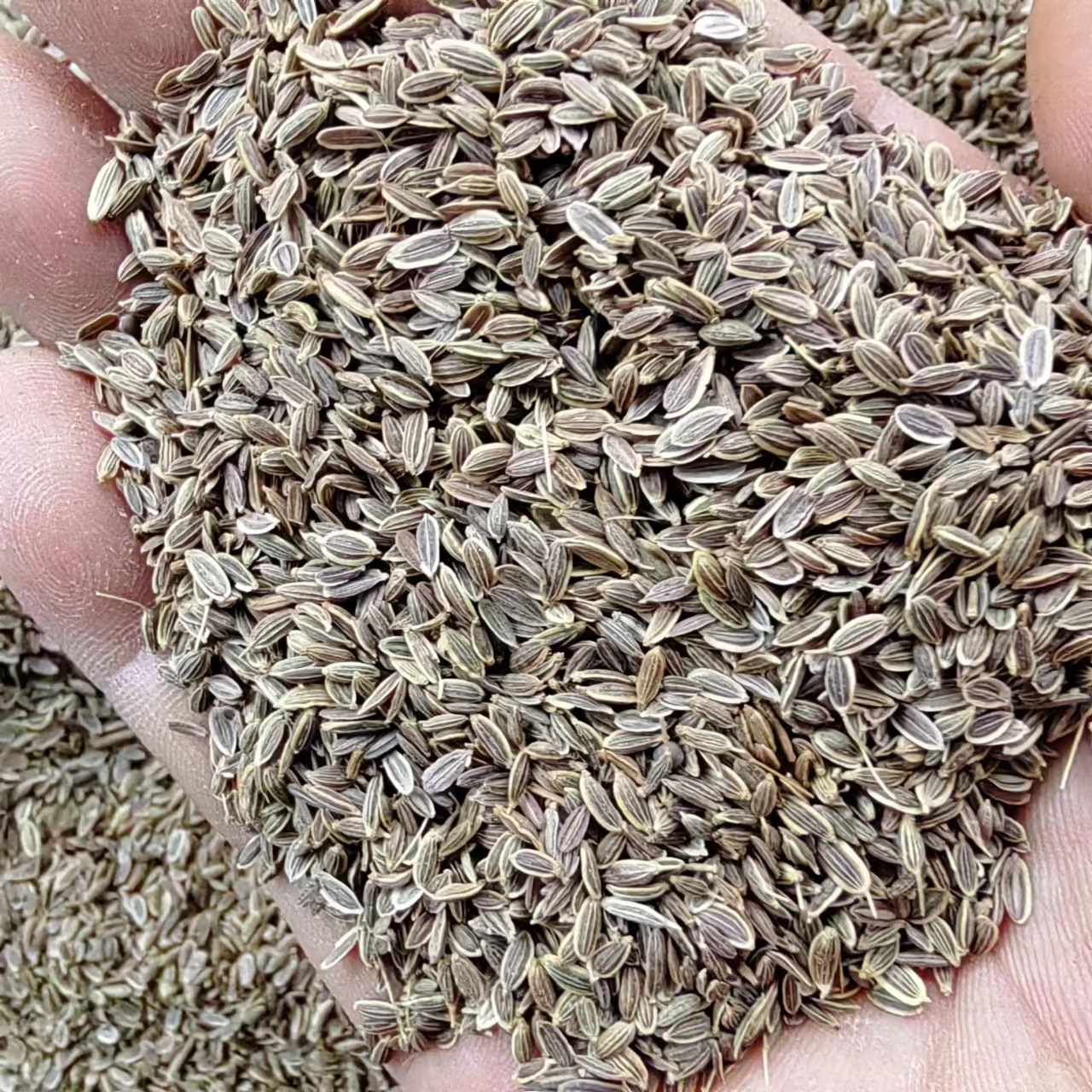 Qian Li Xiang (Murraya paniculata) — Dried Aromatic Herb for Braised Dishes & Spice Blends key features