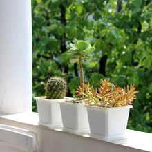 ���ⳬ���辰��С����ʮ������ʯ��pp�� ����ֲ��Ⱥ���Ϙ�����