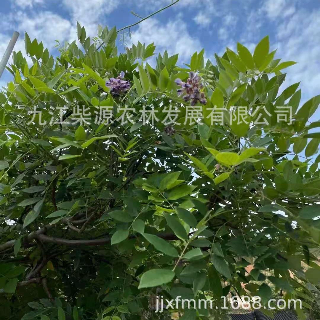 Саженцы вистерии, лозы вистерии, семена вистерии, вистерия 3cm одностебельная вистерия, кластерная вистерия, вистерия 8cm