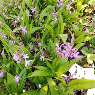 Base Wholesale Bletilla Striata Seedlings, Purple Orchid, Tongue Orchid, Grass, Purple Flower Bletilla Striata, Garden Landscape Greening Small