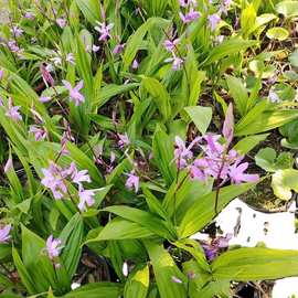 基地批发 白芨苗  紫兰 苞舌兰 连及草 紫花白芨 园林景观绿化小