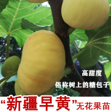 新疆早黄无花果树果苗早熟抗寒糖心盆栽地栽南方北方种植当年结果