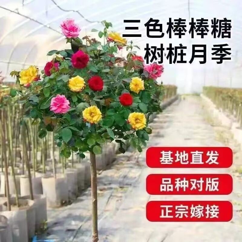 树状棒棒糖树桩月季花苗室外庭院四季开花植物盆栽绿植玫瑰花树苗