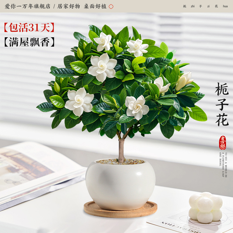 단극 치자나무 + 백옥 세라믹 화분 + 대나무 트레이 (포장석 + 영양액 포함)