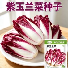 紫玉兰菜种子羽衣红菊苣新鲜菊苣玉兰菜四季阳台盆栽蔬菜种子大全