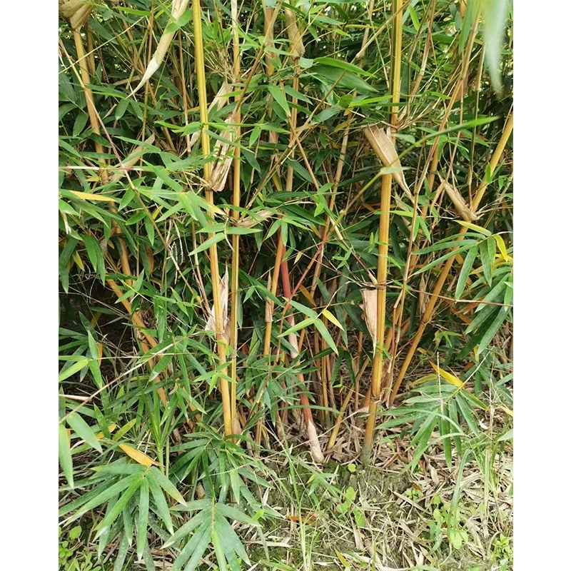 Xiaoqin шелк бамбук рассада цветы Filial благочестие бамбук Сычуань Чэнду ландшафтный дизайн рассады Gramineae бамбуковые растения