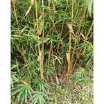 琴丝竹地苗 花孝顺竹 四川园林绿化苗木 竹子 禾本科竹类植物