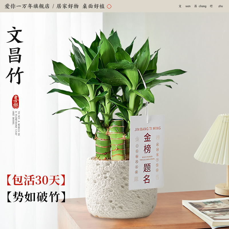 원창 대나무 4개 + 백성 화산 분지 + 금 목록 태그(포장 돌 + 영양액 포함) Yue Pet