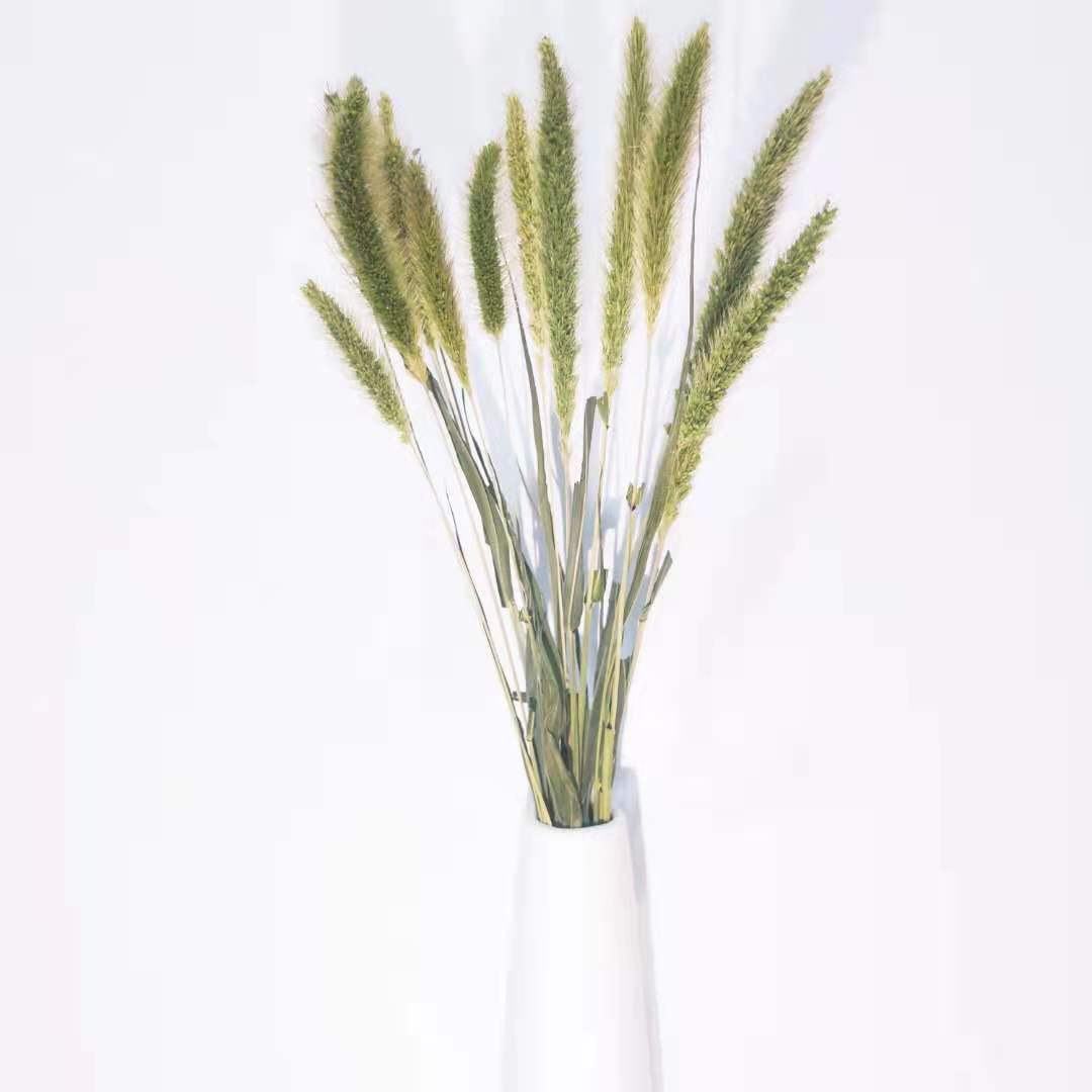 Fleur séchée Reed poussière bouquet réel fleur sec ins décoration de la maison B & B petit Reed Nordique croix chien queue herbe
