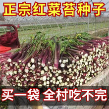 �t��̦�N�Ӽt�������ڼt�Ͳ�̦�N���ͺ����������̨�^���߲˷N��