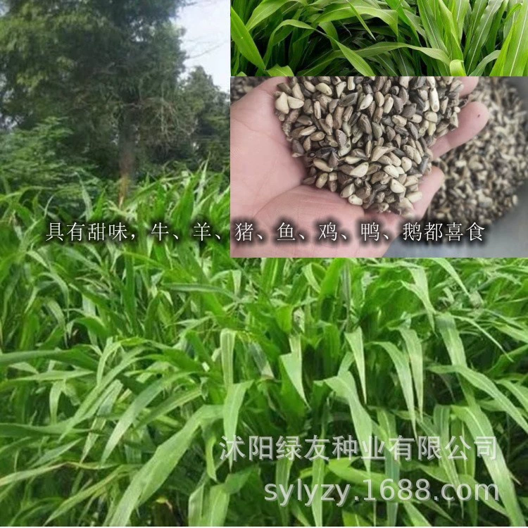 Мексиканские семена кукурузной травы с высоким урожаем кормовой травы