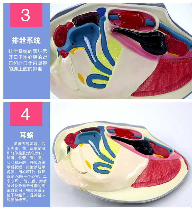 4114河蚌解剖模型_08.jpg
