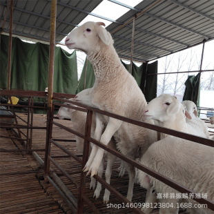 �ӱ�����Сβ����N���ɽ�� ��ɽ�� �������uСβ����