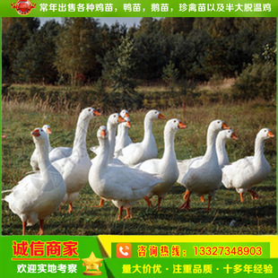 Белые саженцы гусь продаются непосредственно на живом теле Sanhua White Goose.