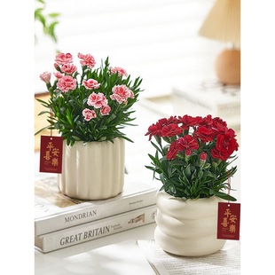 ����ܰ�r�����Ԏ������Wʯ����ʯ�񻨻��҃ȾGֲ�ļ�������B