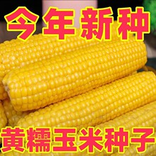 �SŴ�����·N��Ŵ�S���׷N���rʳ���׷N��Ŵ�����і|��Ŵ����ܛŴ