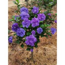 ذľȻԘ{ݮɳ̨ͥԺͺֲ