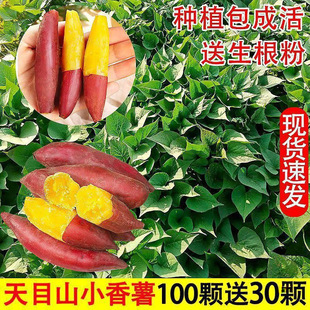 С�����t�����~��Ó���t����N��Ŀɽ�����ع������������������P