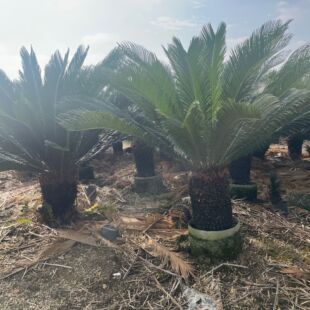 �㽭�F����ش������l �����F���辰�r�� �����F���r�҃�