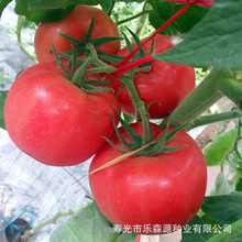 ѷN876 tͥԺNֲt lP876߲˷NӡN