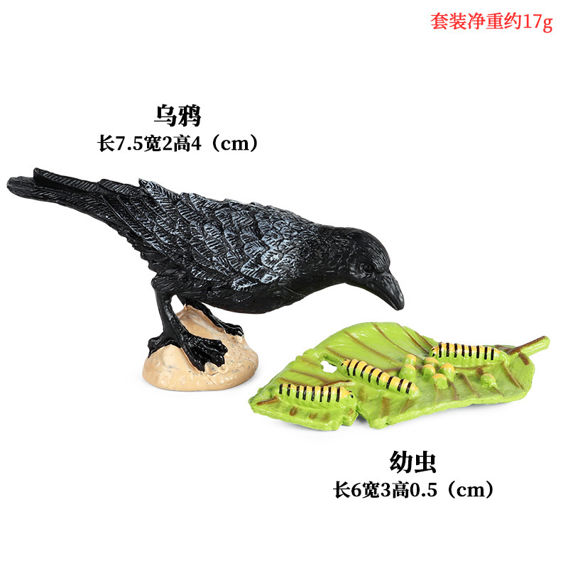 Crow eats larvae