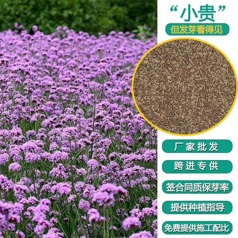 База прямые волосы ива Вербена ежегодный цветок морской цветок поле озеленение проект цветочные семена оптом