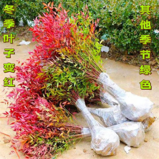 Flame Nandina Saplings, Courtyard Flower Plants, Greening Seedlings, Red Nandina Balcony Potted Plants, Cold-Resistant and Easy to Maintain in All Seasons