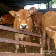 浙江改良小黄牛肉牛犊养殖品种改良肉牛鲁西黄牛行情介绍