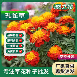 孔雀草种子万寿菊好种易活庭院公园花海花田绿化园林工程草花种子