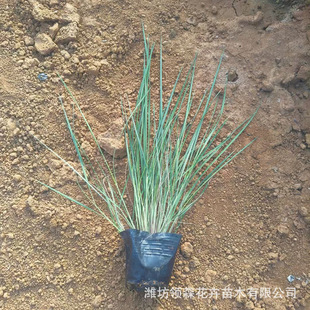 Honey Grass, Slope Grass Ornamental Plant, Sand-Proof and Soil-Fixing Honey Grass, Slope Protection Road Greening