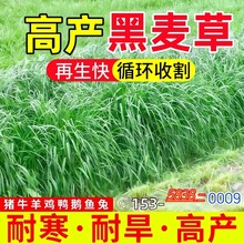 牧草黑麦草多年生四季收割高产牧草种子喂养家禽牛马羊鸡鹅鱼草籽