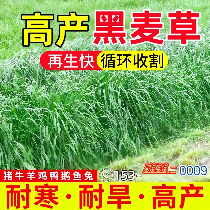 牧草黑麦草多年生四季收割高产牧草种子喂养家禽牛马羊鸡鹅鱼草籽