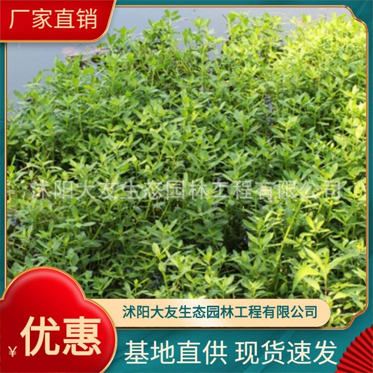 Alternanthera philoxerotica база прямое водоснабжение вода шпинат вода арахис водные растения экологический плавающий остров материал очистки качества воды