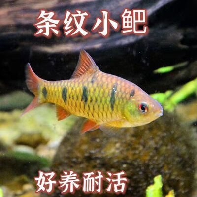 條紋小鲃【包活到手】冷水淡水群遊溪遊觀賞金魚中國鬥魚伴侶好養