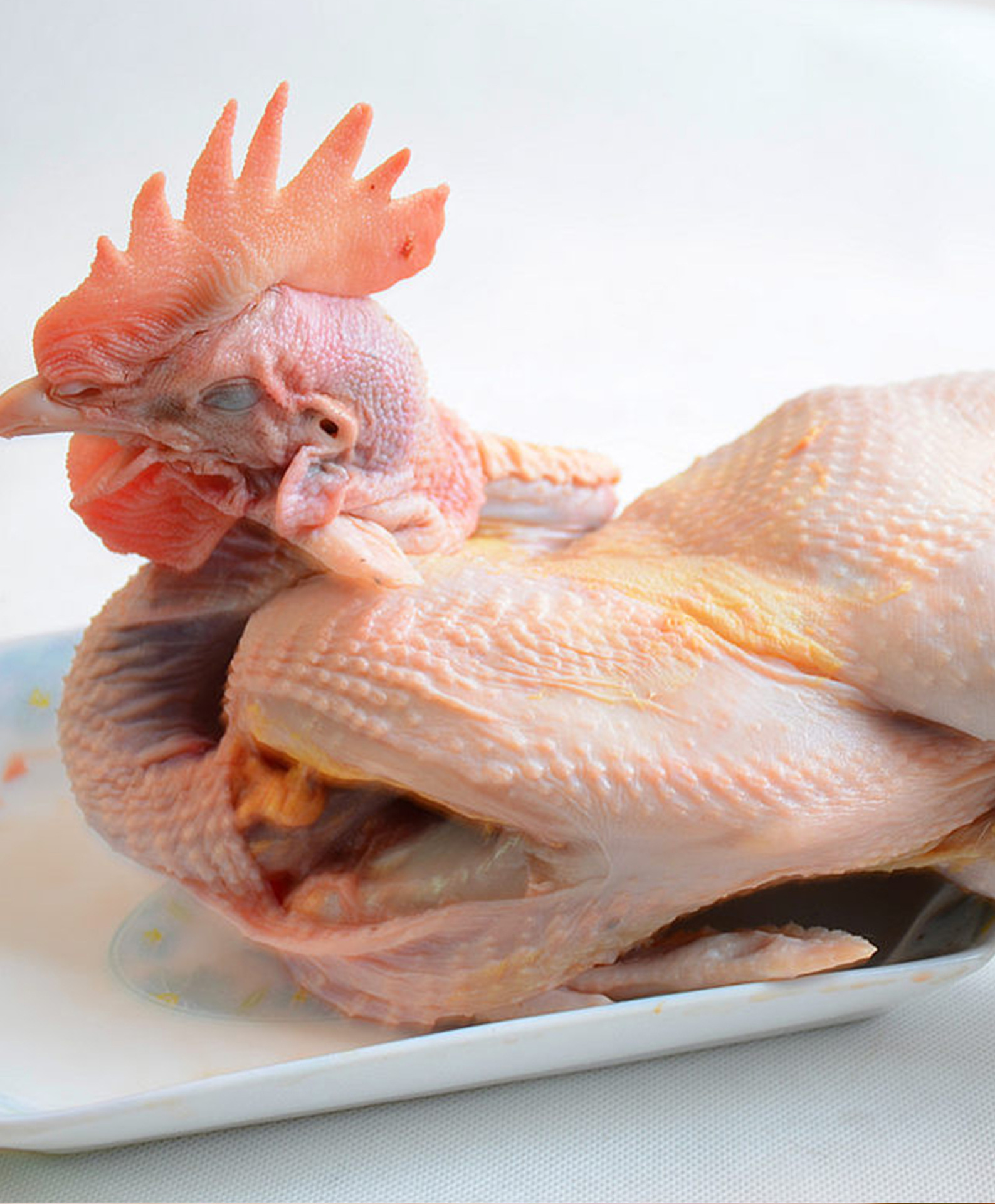 黑爪公鸡20220805_04