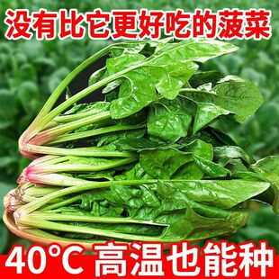 �߮a�t�����~�ļ����N�߲˷N���Ĳ������͟Ფ�˷N���͸ߜ��ļ��N