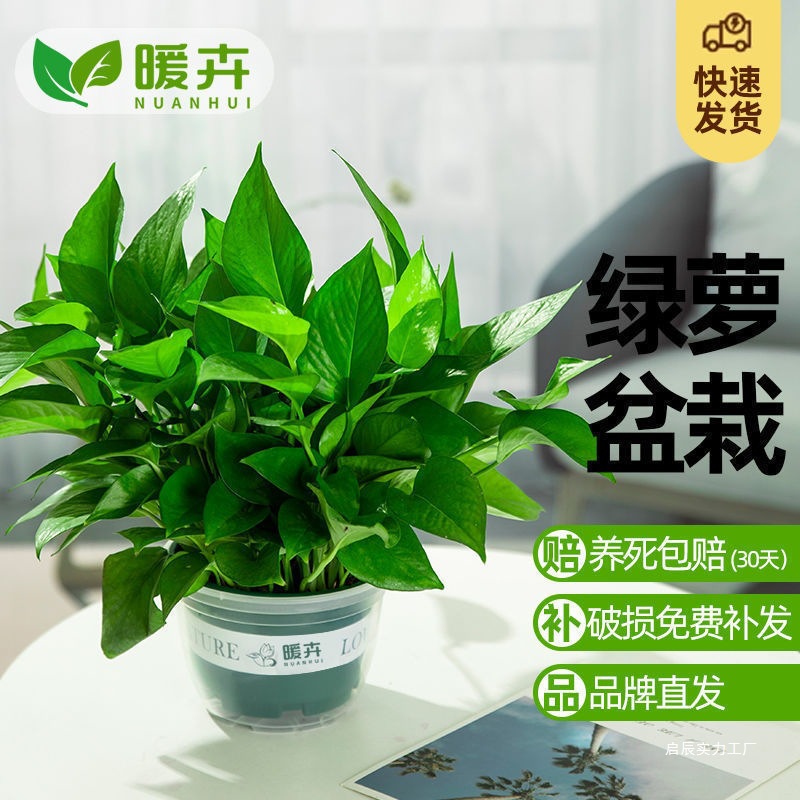 绿萝盆栽室内好养吸除甲醛净化空气水培植物绿植花卉盆栽绿箩批发