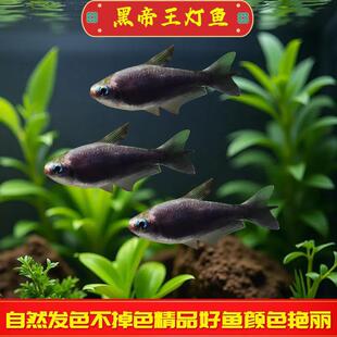 �ڵ������~�Ꭷ�^�p�~�ݸ�Ⱥ�κ��B�ͻ�����~���w����ɫ