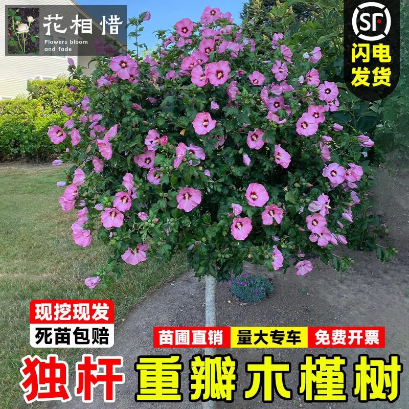 木槿花树苗重瓣盆栽花卉蓝莓冰沙庭院耐寒绿化风景树丛生木槿花苗