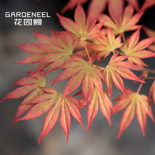 ����Ժ�ձ��t���t�~�uצ�ʲ��~׃ɫ�~������ͥԺ����С��ľ���@��