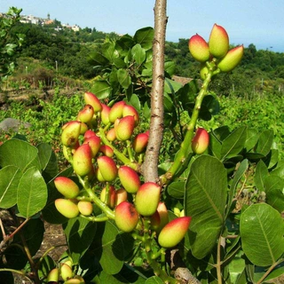 批发基地批发开心果树苗阿月浑子盆栽地栽苗开心果树苗