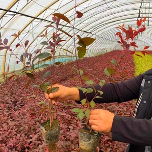 Nutrient Cup for Dense Red Leaf Plum, Red Leaf Plum Container Seedlings, Complete Specifications, Red Leaf Plum Cuttings with High Survival Rate