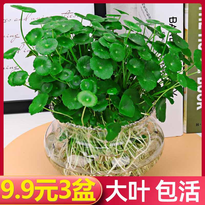 铜钱草水培植物鱼缸大叶客厅室内外花卉水栽水培绿植金钱草小水草