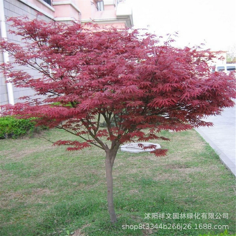 Питомник продает привитые саженцы Красного клена Рассада японского Красного клена Рассада Красного клена с полными спецификациями и скидкой на большое количество