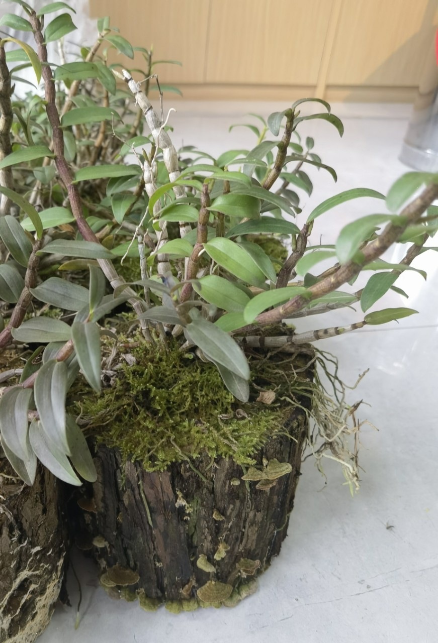 Huoshan Tie Pi Shi Hu Dendrobium Officinale Live Potted Orchid Indoor Decorative Green Plant specifications