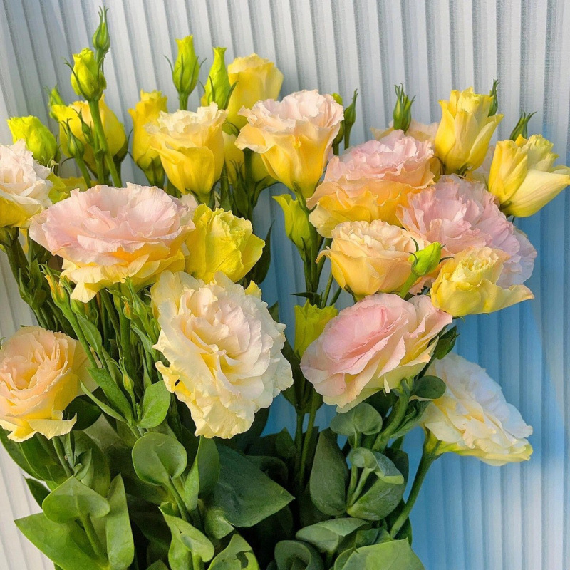 玫瑰花鲜花云南昆明基地批直发百合向日葵红豆家用鲜切水养插|undefined