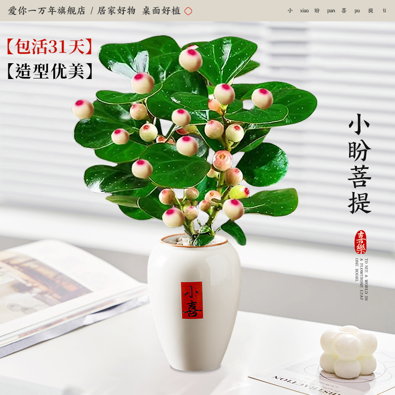 동일한 품질, 저렴한 가격] Xiaopan Bodhi + Xiaoxi 고급 도자기 대야 (포장석 + 영양액 포함)