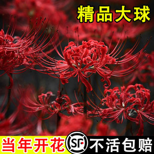 The Other Side of the Flower Seed Bulb Manzhu Shahua Flower Seed Lycoris Potted Green Plant Blooms in All Seasons and Is Easy to Grow Outdoor Balcony Florals