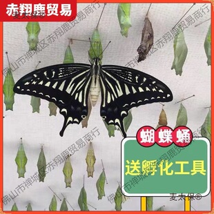 �����Ӽ���w�ɷ�����Y�o�����w��ͯ�Y����B�^��С���x��������