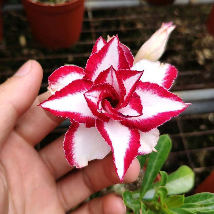 沙漠玫瑰盆栽重瓣四季开花好养老桩室内多色阳台花卉绿植盆景北之